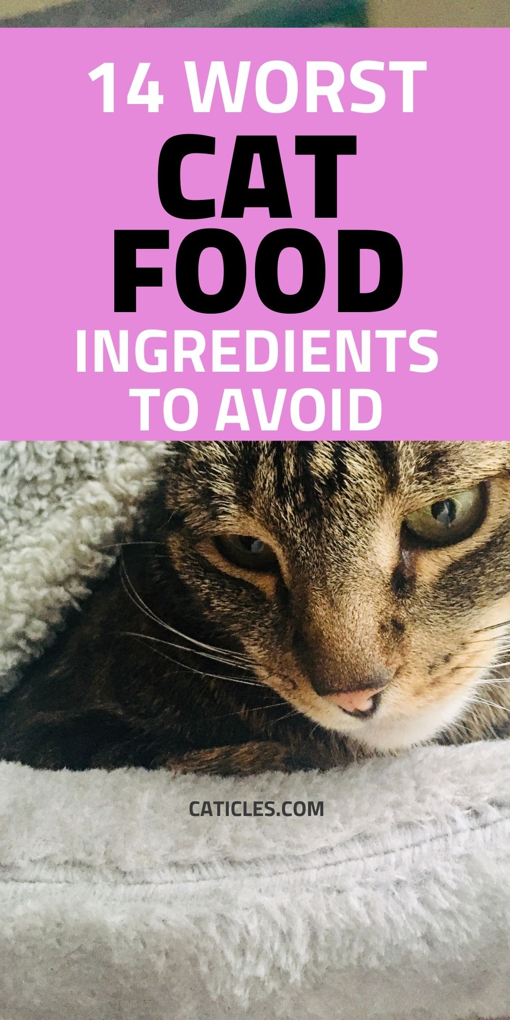 Ingredients in Cat Food (What to AVOID and Why)