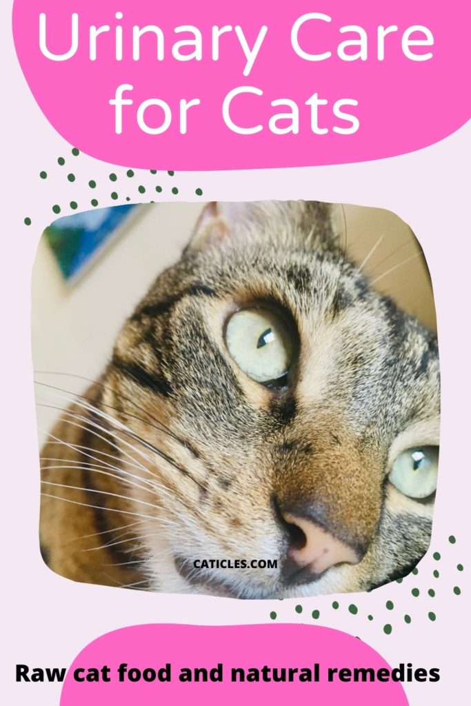 Raw Cat Food for Urinary Health and Prevent Urinary Problems