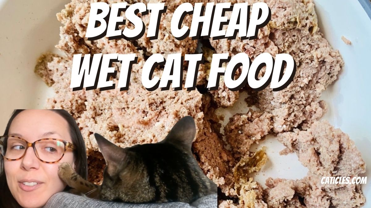 Best Cheap Wet Cat Food - Jess Caticles