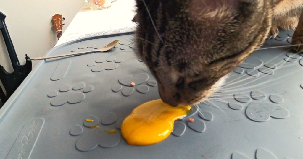 Raw Eggs For Cats Jess Caticles