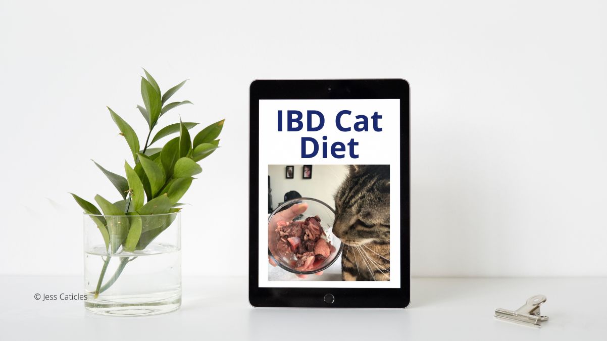 IBD Cat Diet Homemade, Raw, Wet Food Jess Caticles