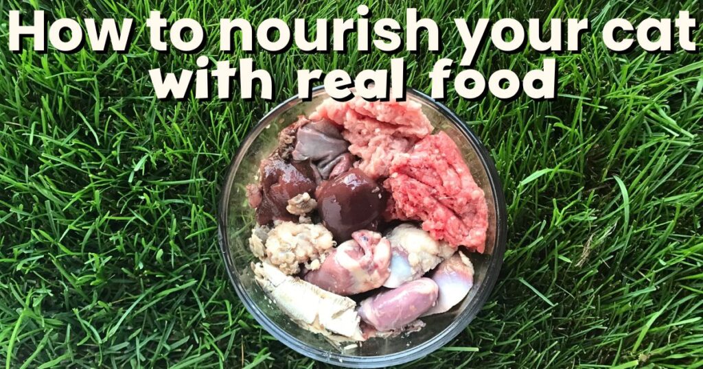 jess caticles feed picky cat better